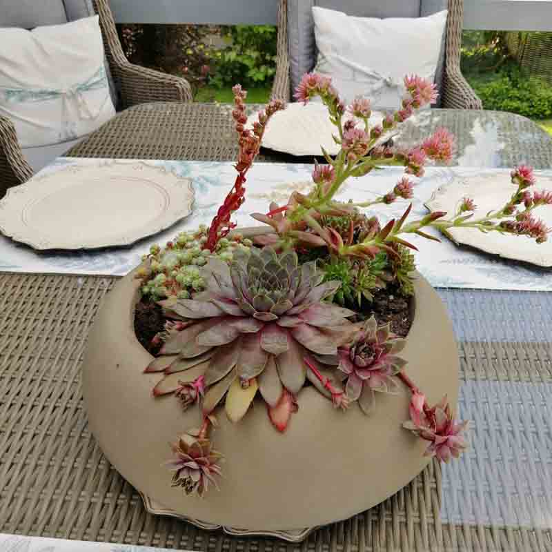 Deko Sommerparty im Garten Sukkulenten